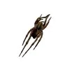 Wolf Spider (Lycosidae sp) - TaxidermyArtistry