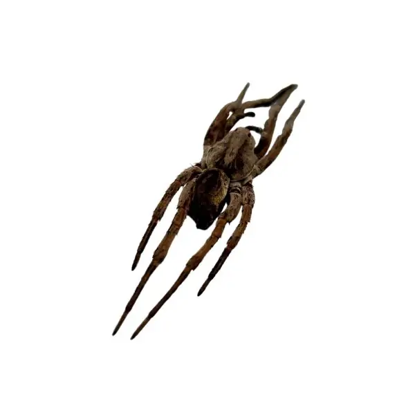 Wolf Spider (Lycosidae sp) - TaxidermyArtistry