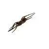 Wolf Spider (Lycosidae sp) - TaxidermyArtistry
