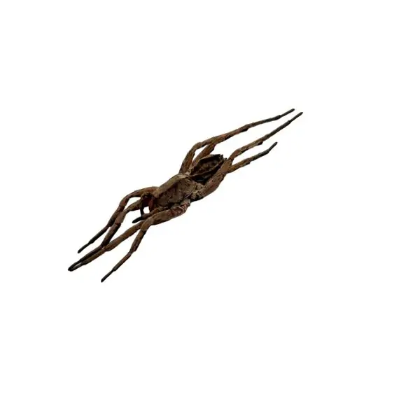 Wolf Spider (Lycosidae sp) - TaxidermyArtistry