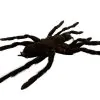 XL Tarantula Spider (Selonocosmia javanensis dolichoplectra) - TaxidermyArtistry