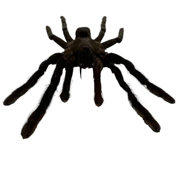 XL Tarantula Spider (Selonocosmia javanensis dolichoplectra) - TaxidermyArtistry