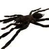 XL Tarantula Spider (Selonocosmia javanensis dolichoplectra) - TaxidermyArtistry