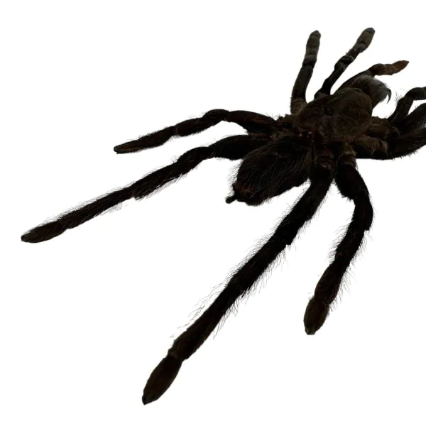 XL Tarantula Spider (Selonocosmia javanensis dolichoplectra) - TaxidermyArtistry