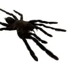 XL Tarantula Spider (Selonocosmia javanensis dolichoplectra) - TaxidermyArtistry