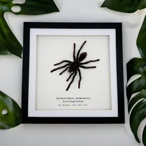 XLarge Tarantula Spider Frame (Selonocosmia javanensis dolichoplectra) Framed Specimen - TaxidermyArtistry