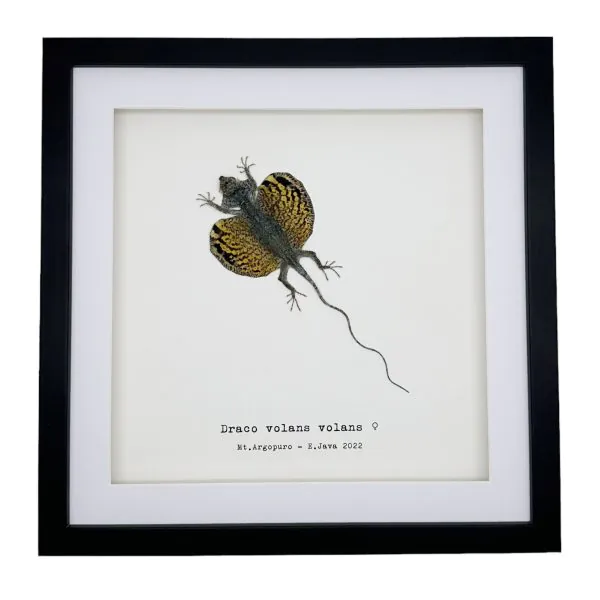 Yellow Draco Flying Lizard (Draco volans volans) Framed Specimen - TaxidermyArtistry