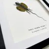 Yellow Draco Flying Lizard (Draco volans volans) Framed Specimen - TaxidermyArtistry