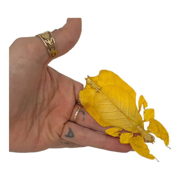 Yellow Leaf Insect (Pulchriphyllium Pulchrifolium) - TaxidermyArtistry