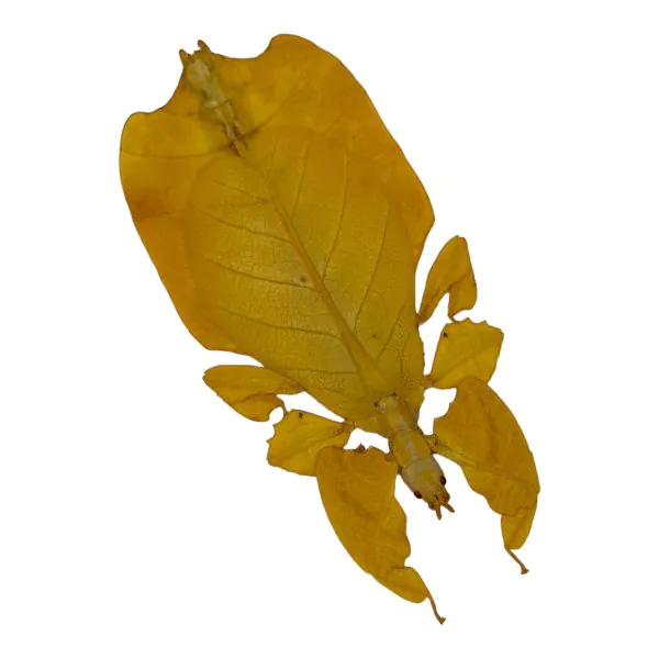 Yellow Leaf Insect (Pulchriphyllium Pulchrifolium) - TaxidermyArtistry