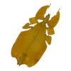 Yellow Leaf Insect (Pulchriphyllium Pulchrifolium) - TaxidermyArtistry