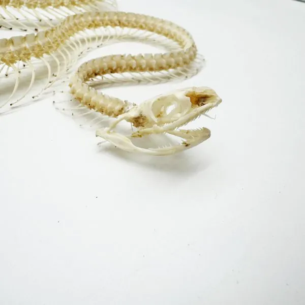 Chinese Rat Snake Curved Skeleton (Ptyas korros) Osteological - TaxidermyArtistry