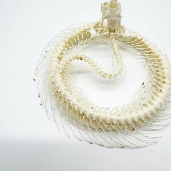 Coiled White-Lipped Pit Viper Full Skeleton (Trimeresurus albolabris) Osteological Specimen - TaxidermyArtistry