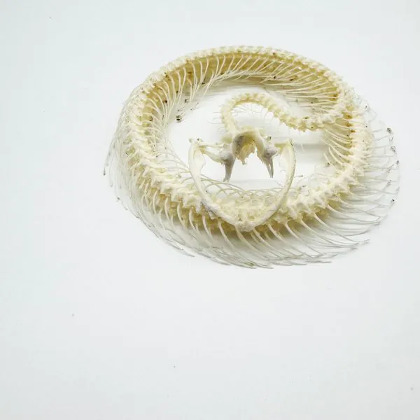 Coiled White-Lipped Pit Viper Full Skeleton (Trimeresurus albolabris) Osteological Specimen - TaxidermyArtistry