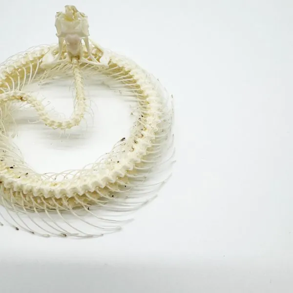 Coiled White-Lipped Pit Viper Full Skeleton (Trimeresurus albolabris) Osteological Specimen - TaxidermyArtistry