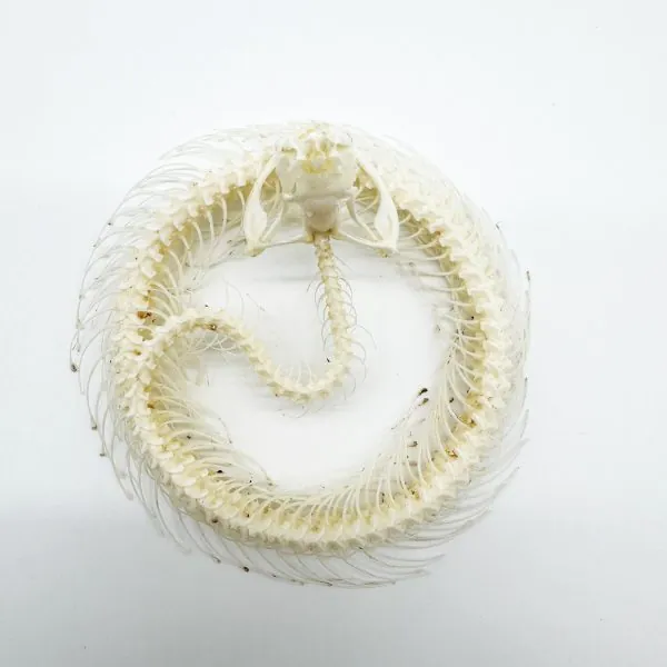 Coiled White-Lipped Pit Viper Full Skeleton (Trimeresurus albolabris) Osteological Specimen - TaxidermyArtistry