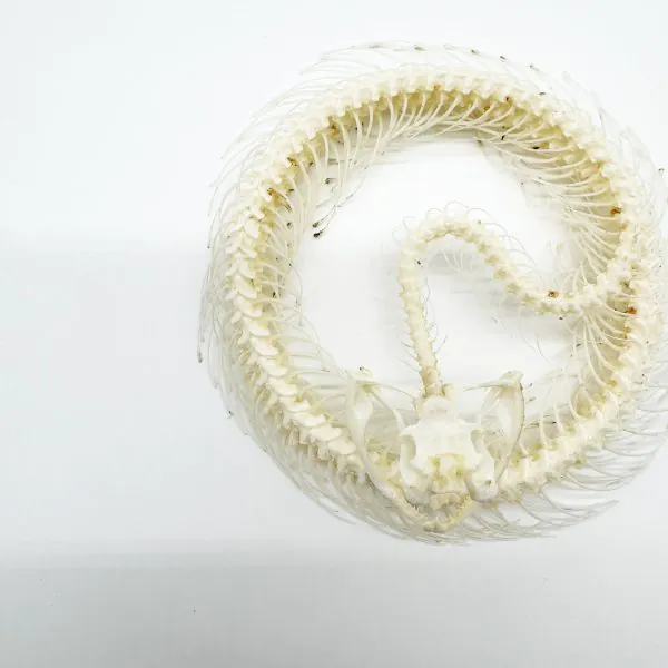 Coiled White-Lipped Pit Viper Full Skeleton (Trimeresurus albolabris) Osteological Specimen - TaxidermyArtistry