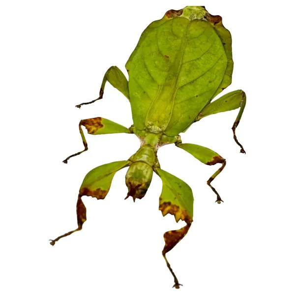Green Leaf Insect (Phyllium mamasaense) - TaxidermyArtistry