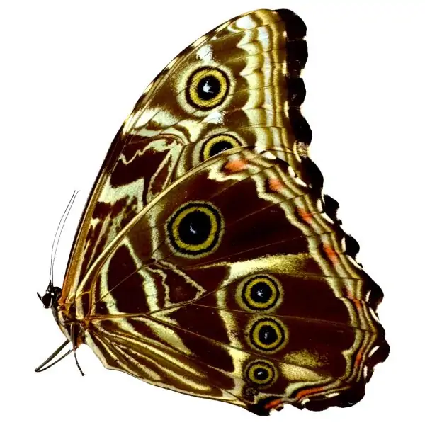 The Deidamia Scarce Morpho Butterfly FEMALE (Morpho deidamia) - TaxidermyArtistry