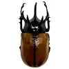 The Five-Horned Rhinoceros Beetle (Eupatorus gracilicornis) - TaxidermyArtistry