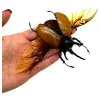 The Five-Horned Rhinoceros Beetle (Eupatorus gracilicornis) Spread - TaxidermyArtistry