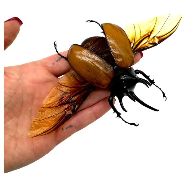 The Five-Horned Rhinoceros Beetle (Eupatorus gracilicornis) Spread - TaxidermyArtistry