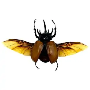 The Five-Horned Rhinoceros Beetle (Eupatorus gracilicornis) Spread - TaxidermyArtistry
