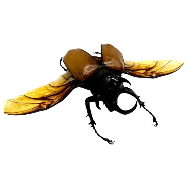 The Five-Horned Rhinoceros Beetle (Eupatorus gracilicornis) Spread - TaxidermyArtistry