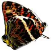 The Glorious Begum Butterfly (Agatasa calydonia) - TaxidermyArtistry