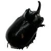 The Rhino Horned Beetle (Trichogomphus martabani) - TaxidermyArtistry