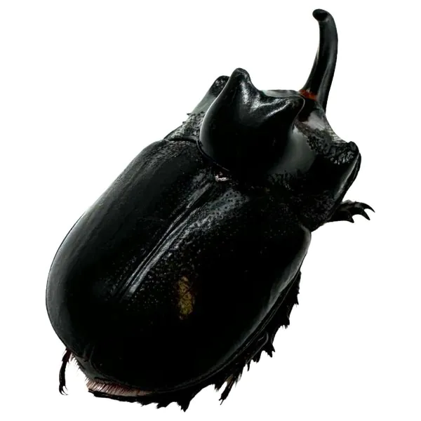 The Rhino Horned Beetle (Trichogomphus martabani) - TaxidermyArtistry