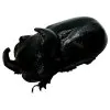The Rhino Horned Beetle (Trichogomphus martabani) - TaxidermyArtistry