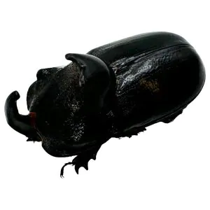 The Rhino Horned Beetle (Trichogomphus martabani) - TaxidermyArtistry