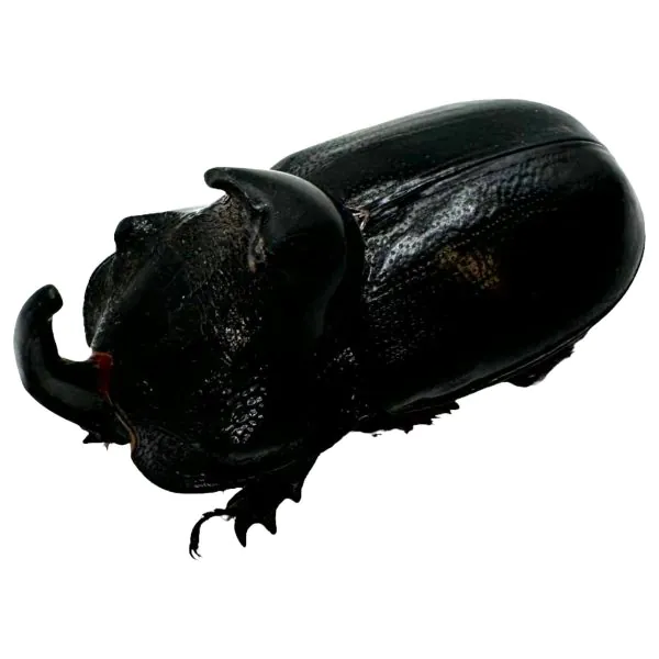 The Rhino Horned Beetle (Trichogomphus martabani) - TaxidermyArtistry