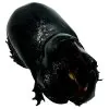 The Rhino Horned Beetle (Trichogomphus martabani) - TaxidermyArtistry