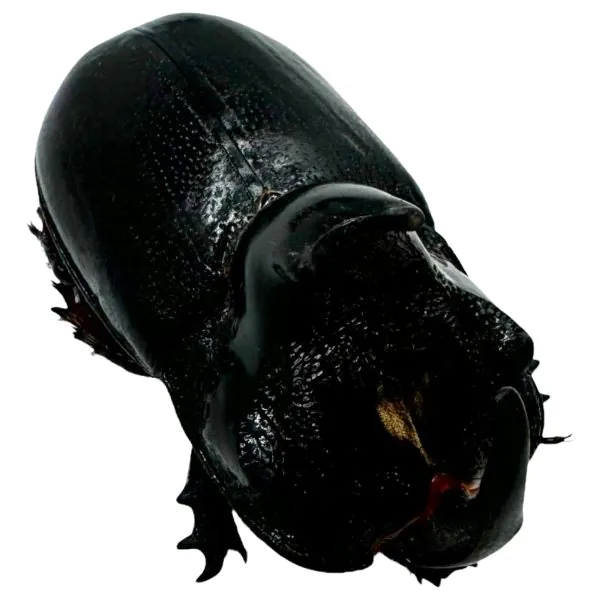 The Rhino Horned Beetle (Trichogomphus martabani) - TaxidermyArtistry