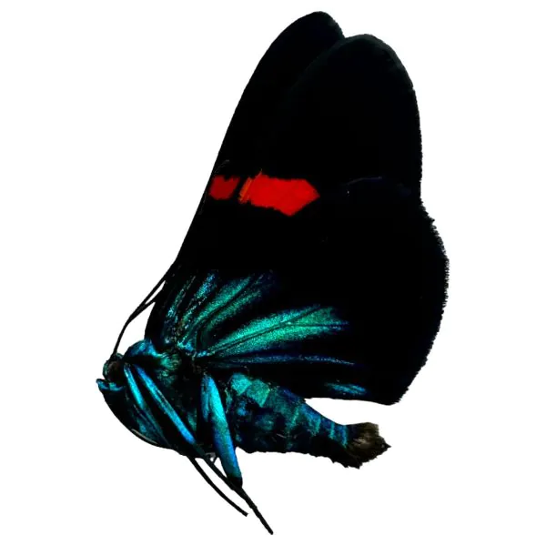 The Vibrant Day Moth Male (Milionia stueningi) - TaxidermyArtistry