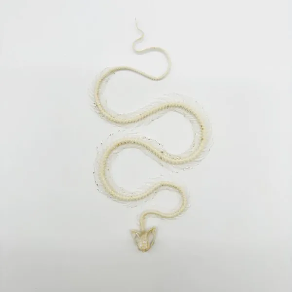 White-Lipped Pit Viper Curved Skeleton (Trimeresurus albolabris) Osteological - TaxidermyArtistry