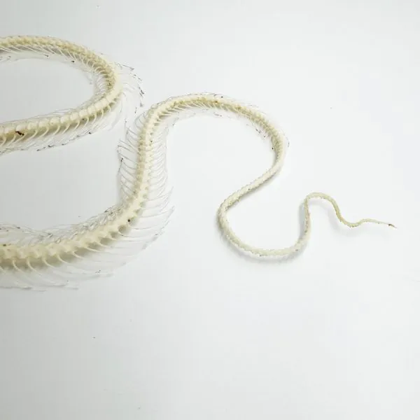 White-Lipped Pit Viper Curved Skeleton (Trimeresurus albolabris) Osteological - TaxidermyArtistry