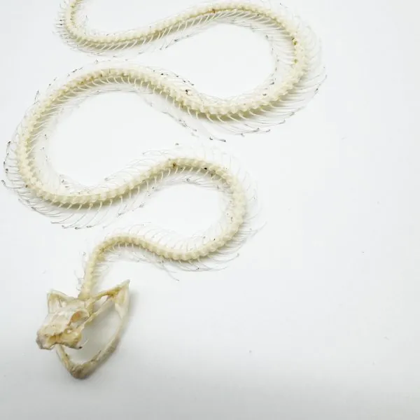 White-Lipped Pit Viper Curved Skeleton (Trimeresurus albolabris) Osteological - TaxidermyArtistry