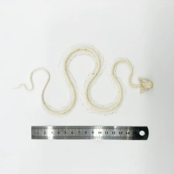 White-Lipped Pit Viper Curved Skeleton (Trimeresurus albolabris) Osteological - TaxidermyArtistry