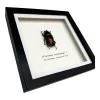 Golden Stag Beetle Frame (Allotopus rosenbergi) - TaxidermyArtistry