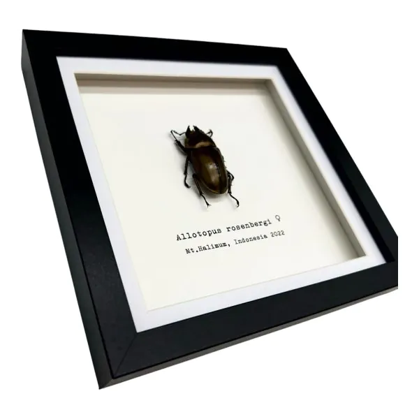 Golden Stag Beetle Frame (Allotopus rosenbergi) - TaxidermyArtistry