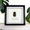 Golden Stag Beetle Frame (Allotopus rosenbergi) - TaxidermyArtistry