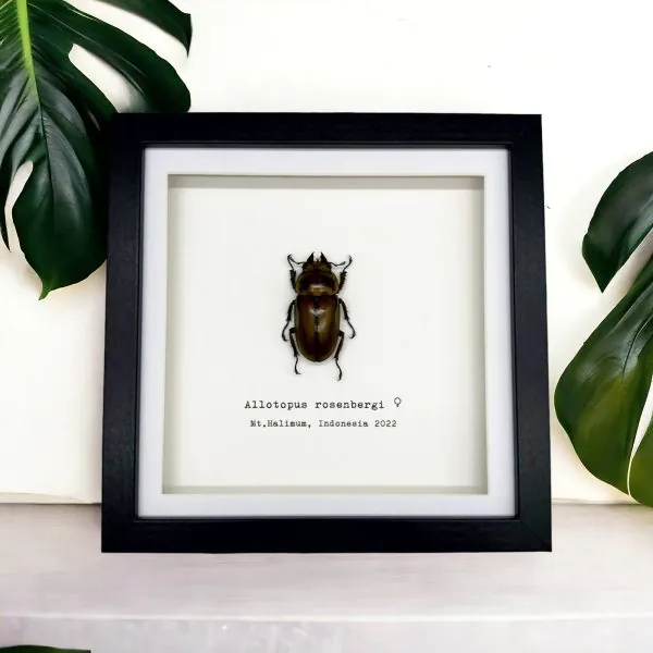 Golden Stag Beetle Frame (Allotopus rosenbergi) - TaxidermyArtistry