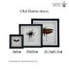 Golden Stag Beetle Frame (Allotopus rosenbergi) - TaxidermyArtistry