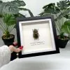 Golden Stag Beetle Frame (Allotopus rosenbergi) - TaxidermyArtistry