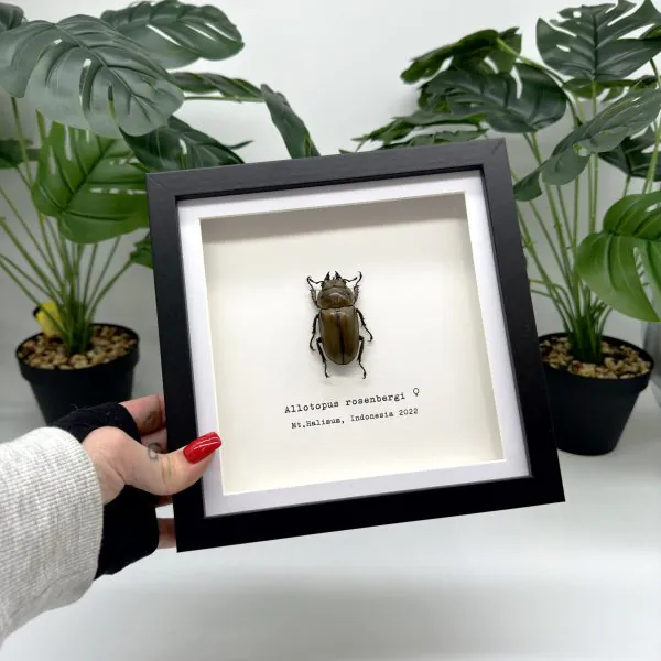 Golden Stag Beetle Frame (Allotopus rosenbergi) - TaxidermyArtistry