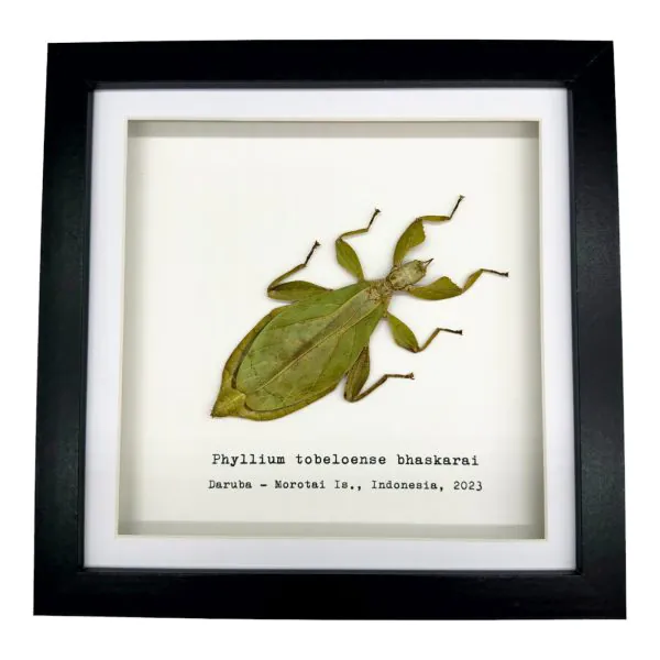 Green Leaf Insect Frame (Phyllium tobeloense bhaskarai) - TaxidermyArtistry