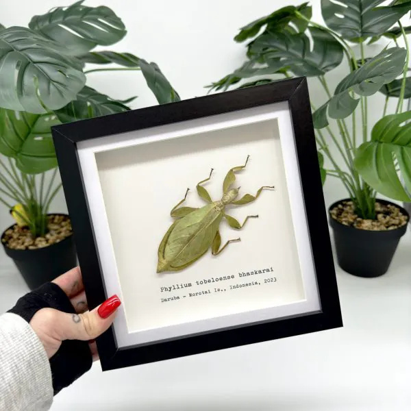 Green Leaf Insect Frame (Phyllium tobeloense bhaskarai) - TaxidermyArtistry